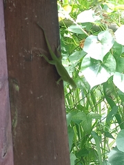 Anolis evermanni