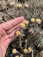 Carlina xeranthemoides image