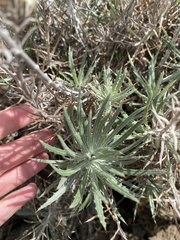 Carlina xeranthemoides image