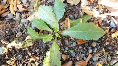 Lactuca virosa
