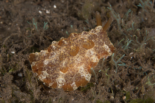 Forsskål's Pleurobranch