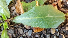 Lactuca virosa