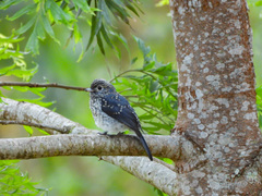 Melaenornis fischeri