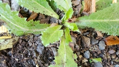 Lactuca virosa