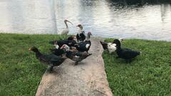 Cairina moschata domestica