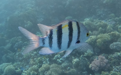 Abudefduf vaigiensis