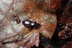 Pterostichus pumilus