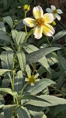 Bidens aurea