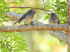 Melaenornis fischeri