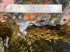 Fontinalis antipyretica