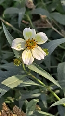 Bidens aurea