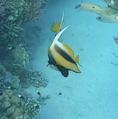 Heniochus intermedius