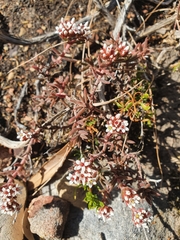 Crassula pruinosa