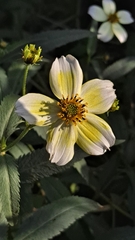 Bidens aurea
