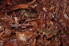 Scolopocryptops spinicaudus