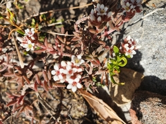 Crassula pruinosa