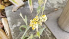 Pseudognaphalium stramineum