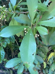 Ardisia elliptica