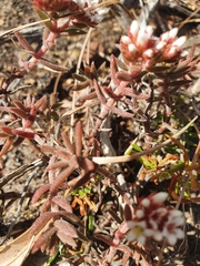 Crassula pruinosa