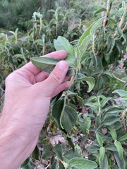 Cistus symphytifolius
