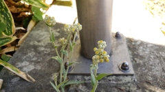 Pseudognaphalium stramineum