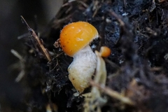 Bolbitius