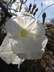 Ipomoea proxima