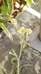 Pseudognaphalium stramineum