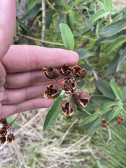 Cistus symphytifolius