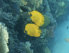 Chaetodon semilarvatus