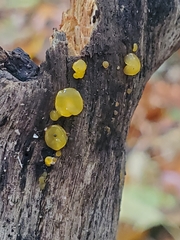 Dacrymyces