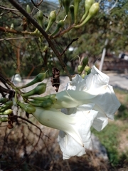 Ipomoea proxima