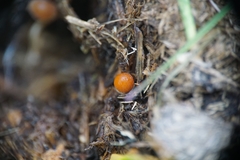 Bolbitius