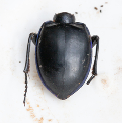 Pasimachus elongatus