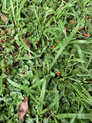 Geophila repens