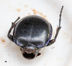 Pasimachus elongatus