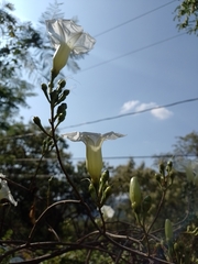 Ipomoea proxima