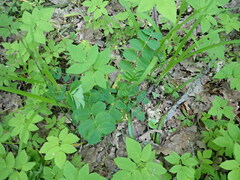 Astragalus glycyphyllos