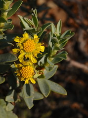 Euryops lateriflorus