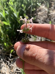 Stachys rigida rigida