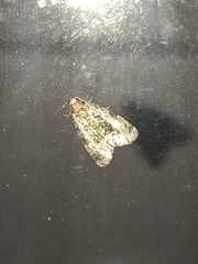 Protodeltote muscosula