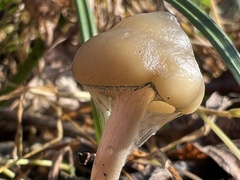 Psilocybe ovoideocystidiata