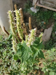 Agastache scrophulariifolia