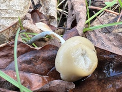 Psilocybe ovoideocystidiata