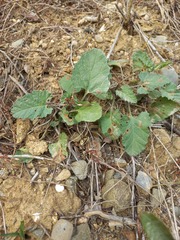 Convolvulus althaeoides