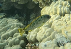 Plectorhinchus gaterinus