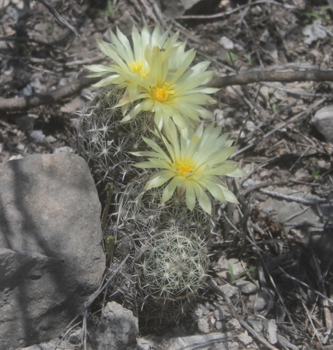 Coryphantha delicata