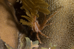 Hyastenus bispinosus