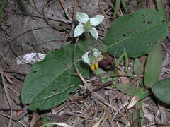 Solanum pumilum