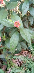Palicourea tomentosa